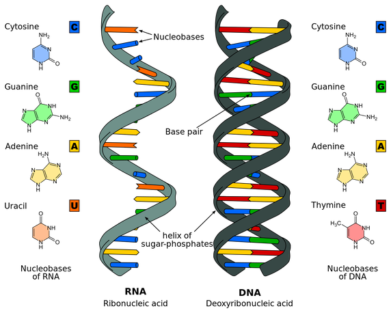 DNA main-qimg-5398cece5f635d3f1cead383ef3766f5